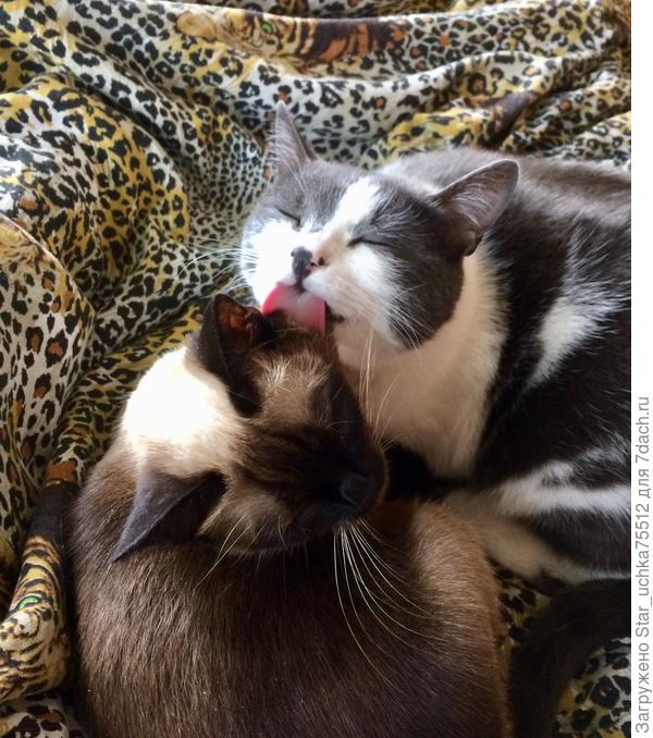 Пришлось отправить в СПА салон...