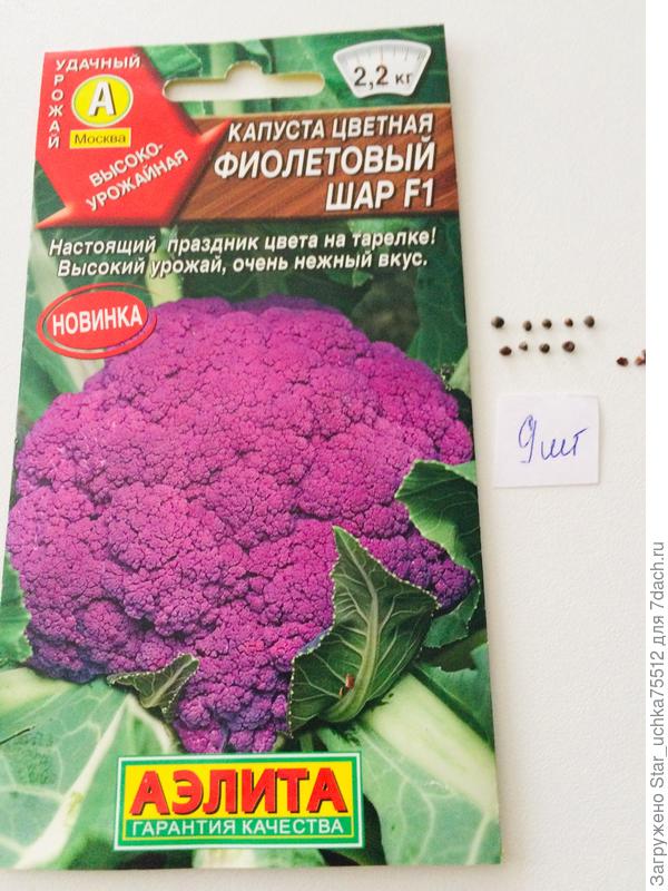 Капуста