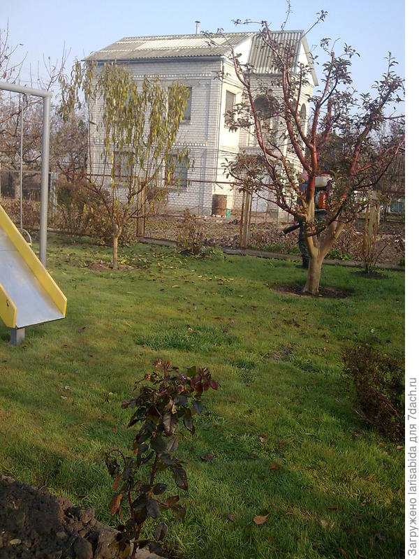 так выглядела яблоня до болезни