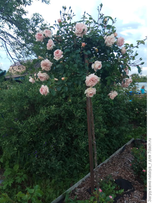 розы с юга