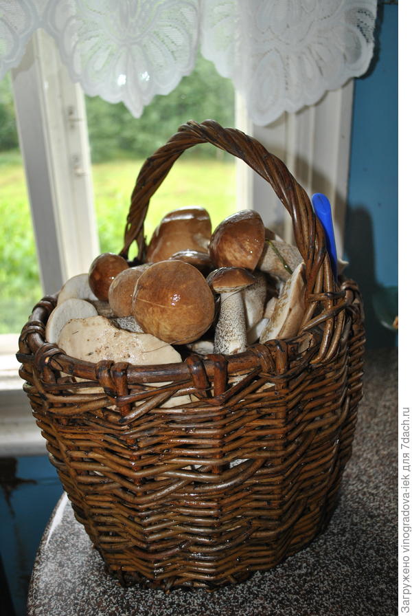 Август 2019, Дер. Городилово. Сбегала на полчасика