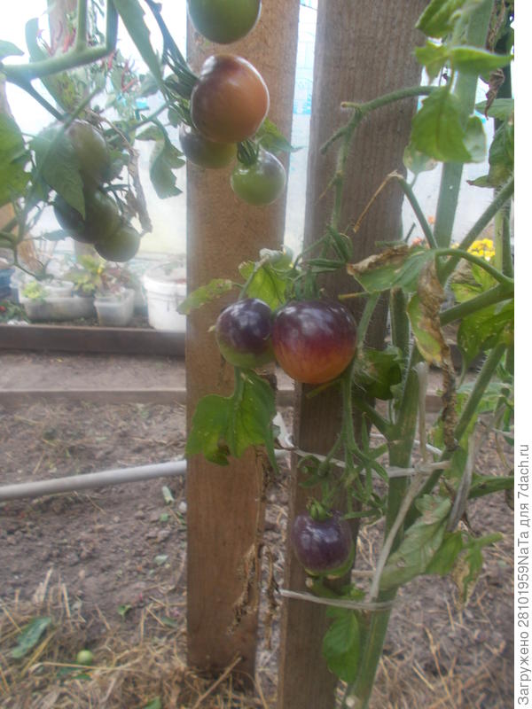 последние томаты в октябре