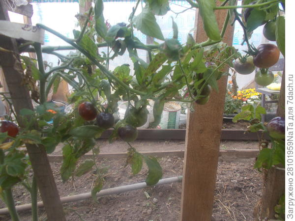 12 октября 2019 г томаты еще зреют