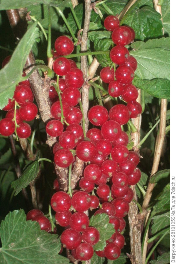 красная смородина