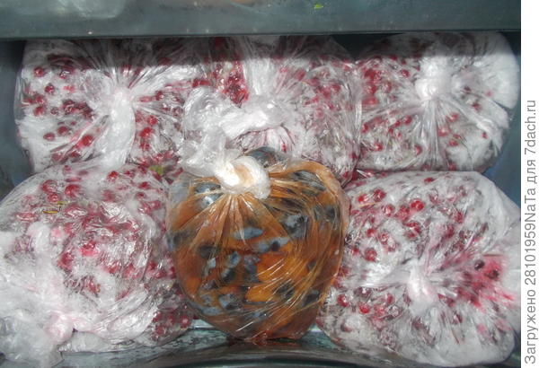 замораживаем ягоды