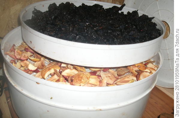 сушим в электросушилке фрукты и ягоды