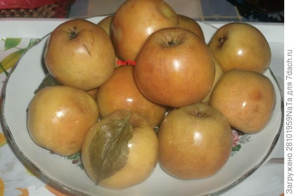 моченые яблоки