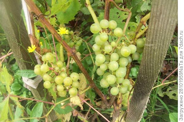 виноград первый год