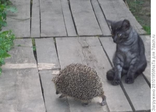 Степка и еж