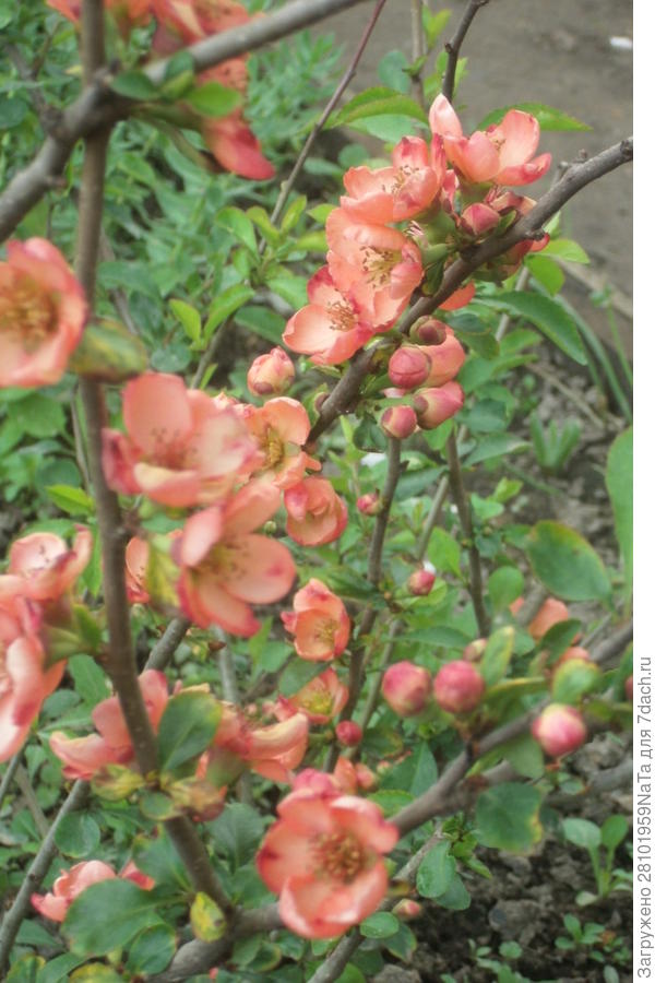 айва цветет