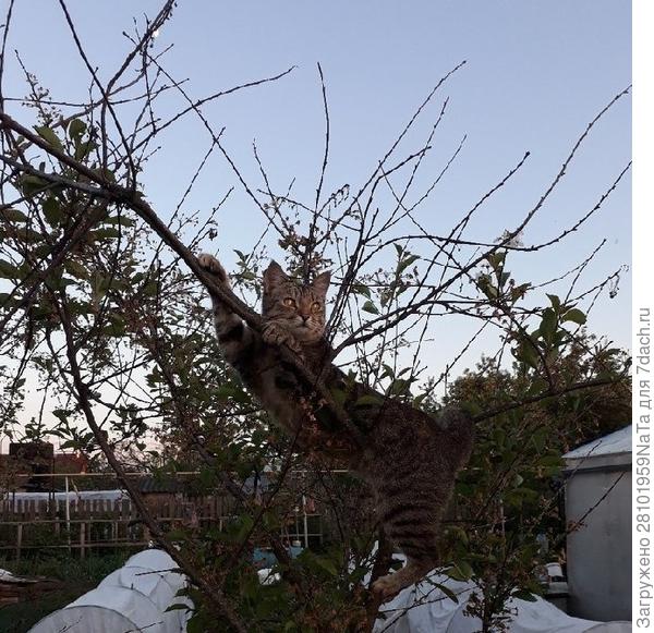 кошка на вишне