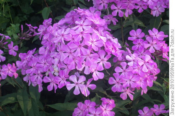 флокс