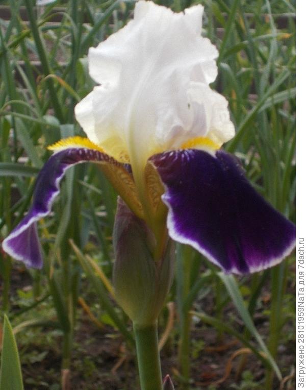 ирис