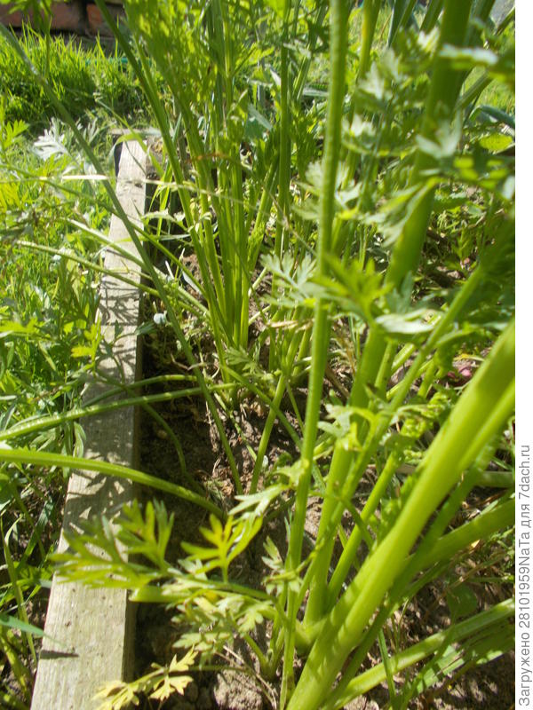 Растет морковь