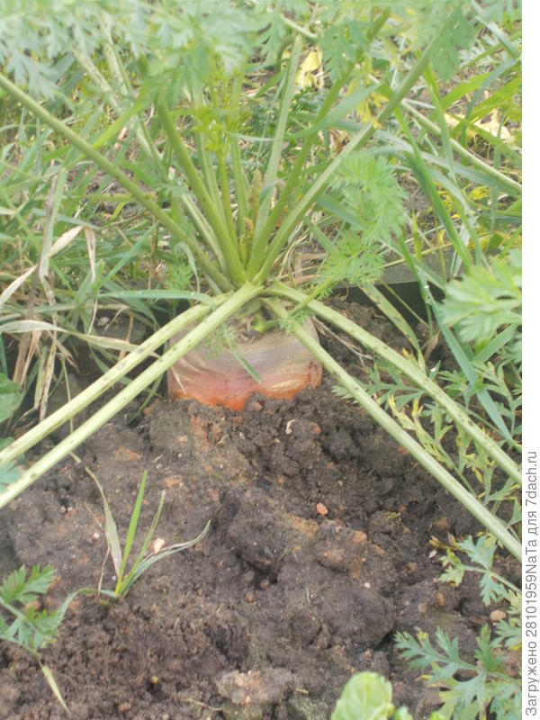 морковь растет