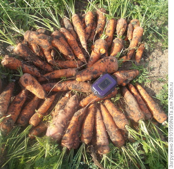 морковь Атлант F1