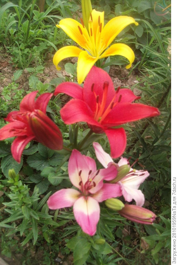 букет из лилий