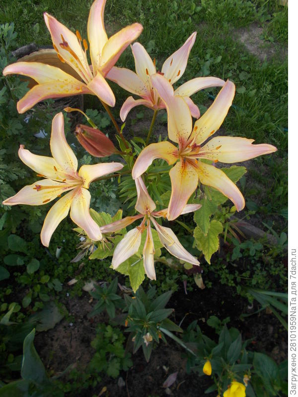 лилии