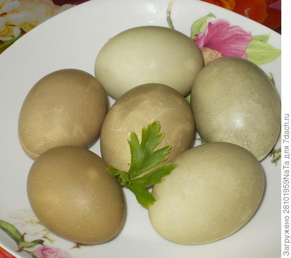 яйца покрашенные крапивой