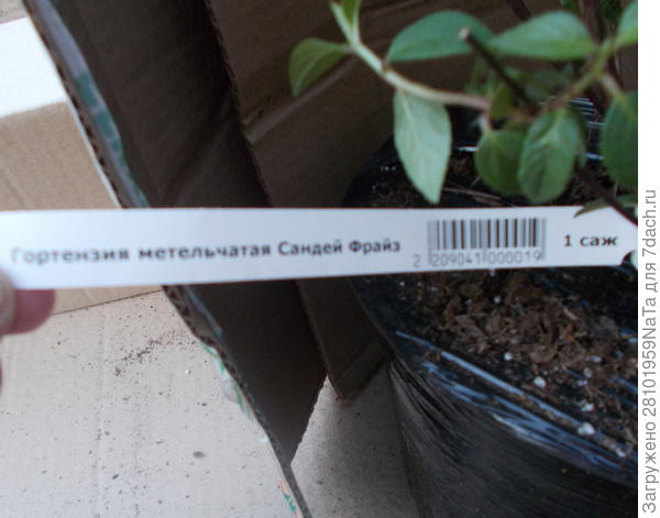 гортензия