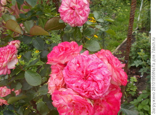 плетистая роза