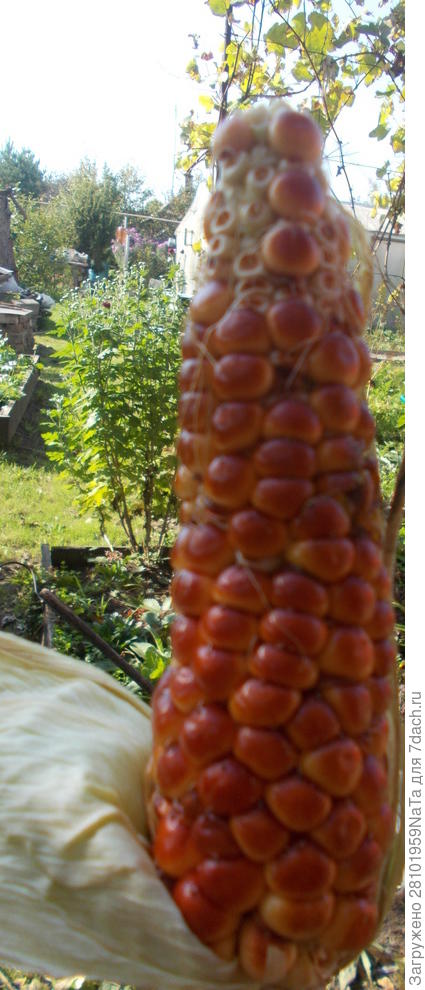 красная кукуруза