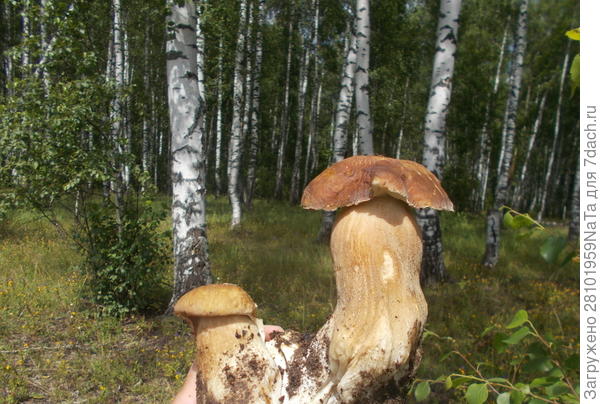 парочка белых