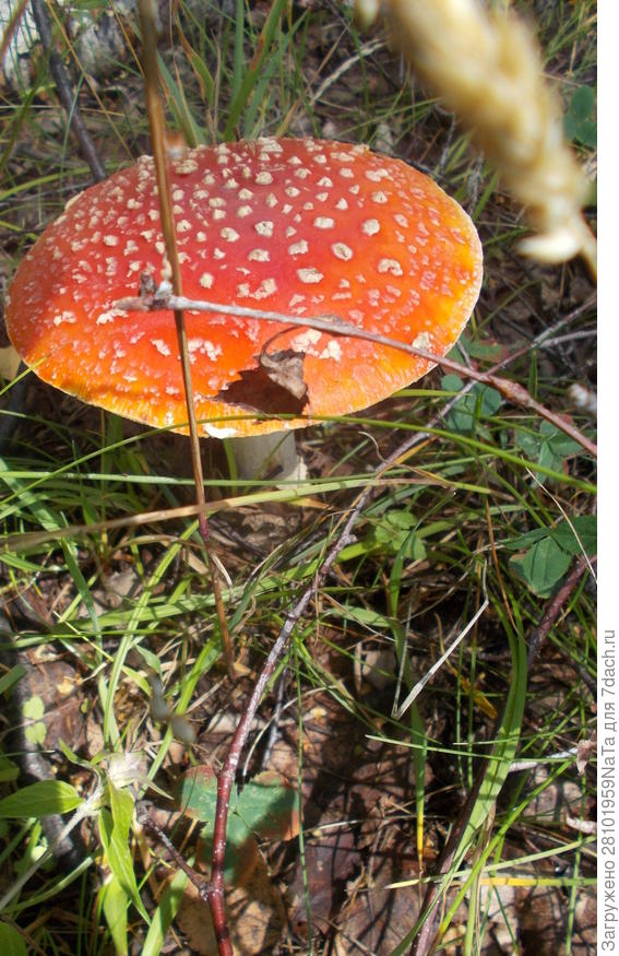 тоже гриб мухомор
