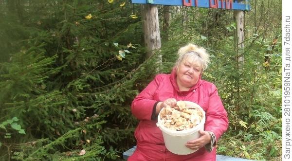 грибы для засолки