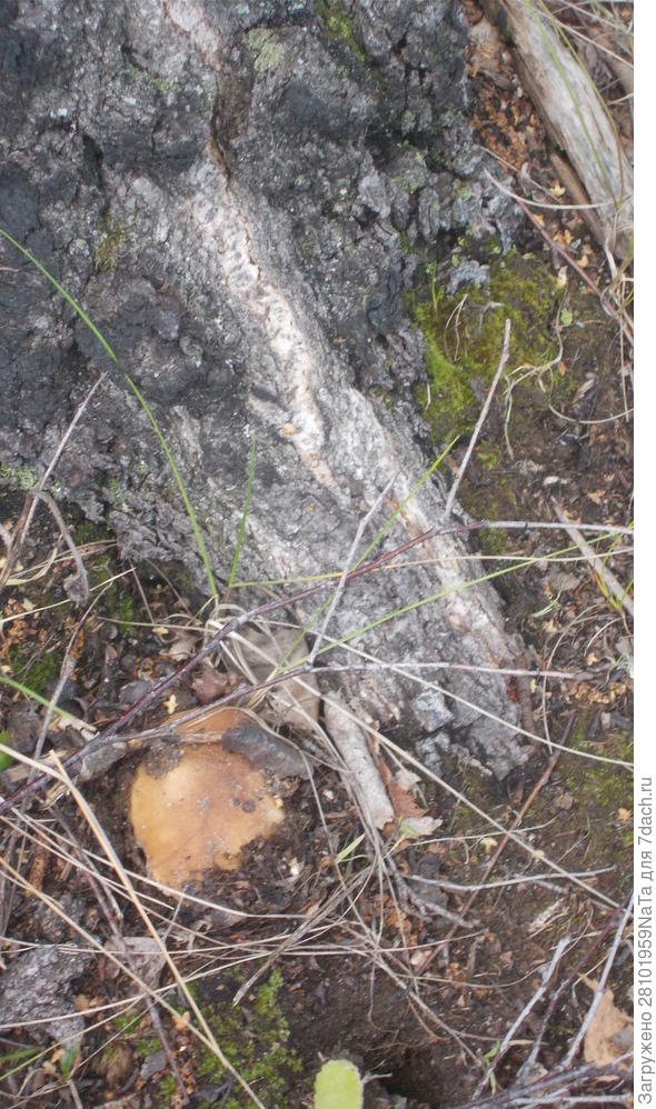 белый вылезает из земли