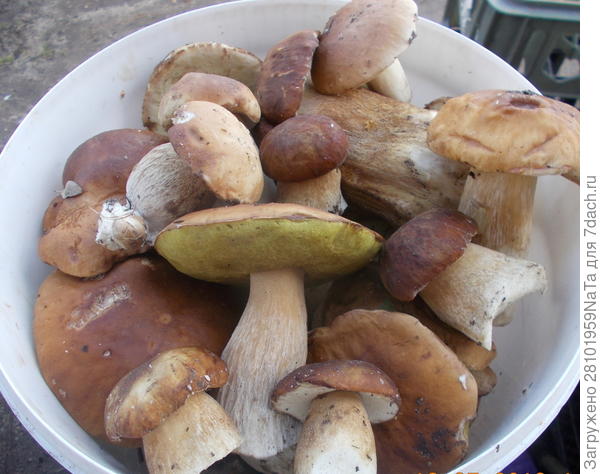 белых ведро