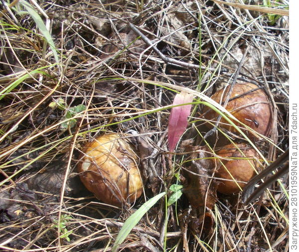 семейка белых