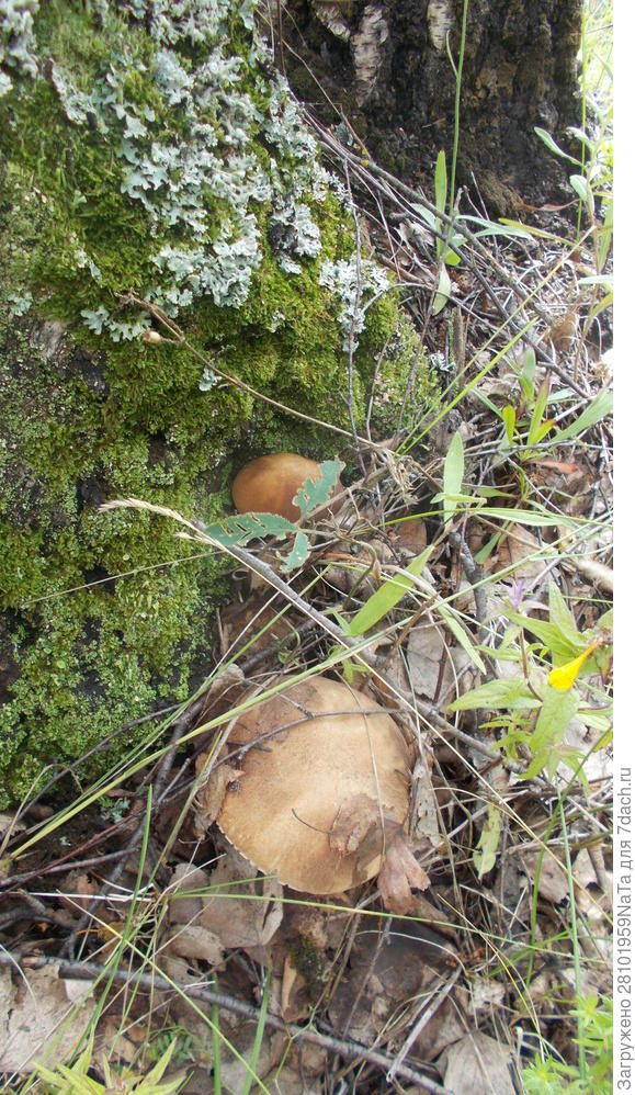 два грибочка у пенечка