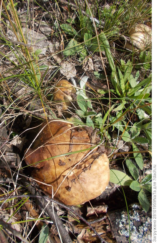 белые грибы