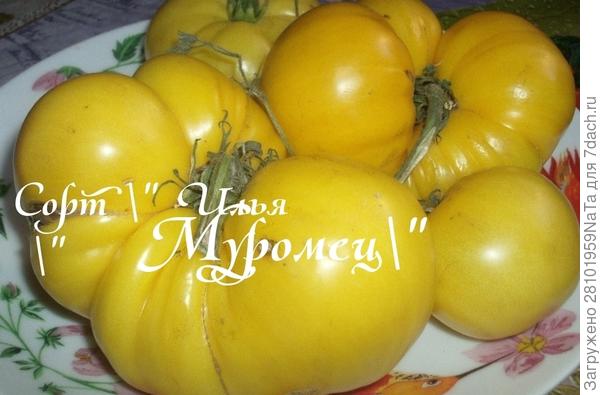 Илья Муромец