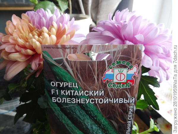 огурцы семена