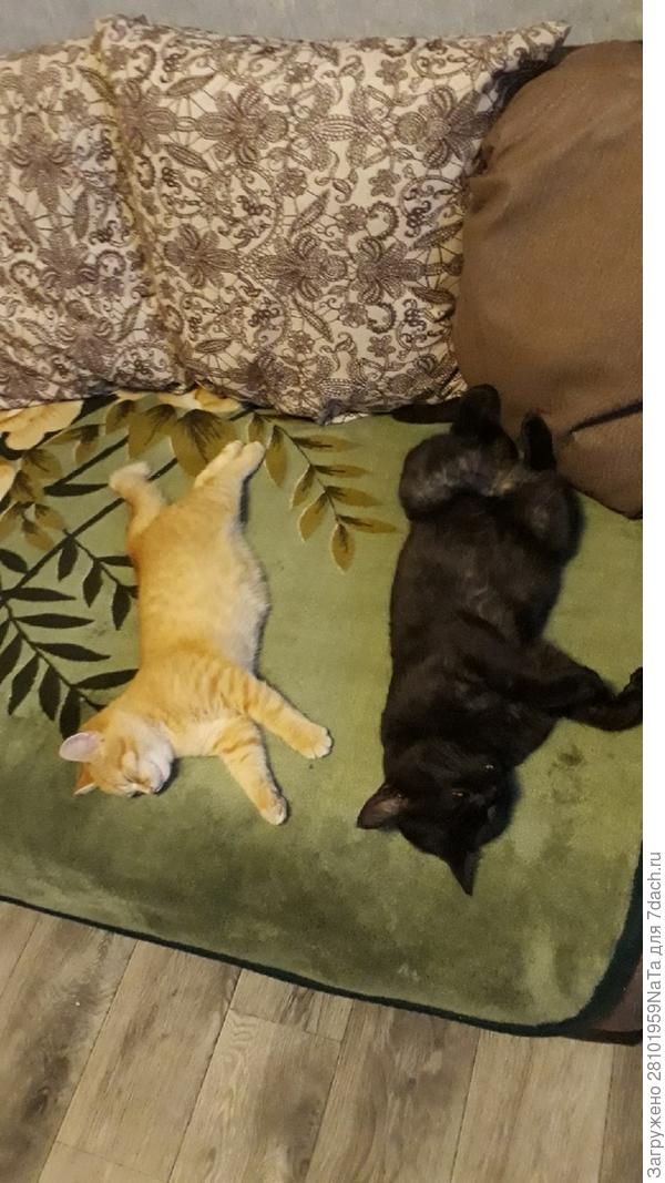 так спят наши котики