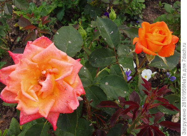 цветки розы окрашены по разному