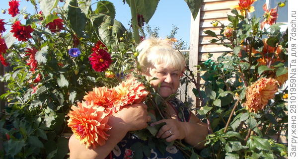 я и георгины