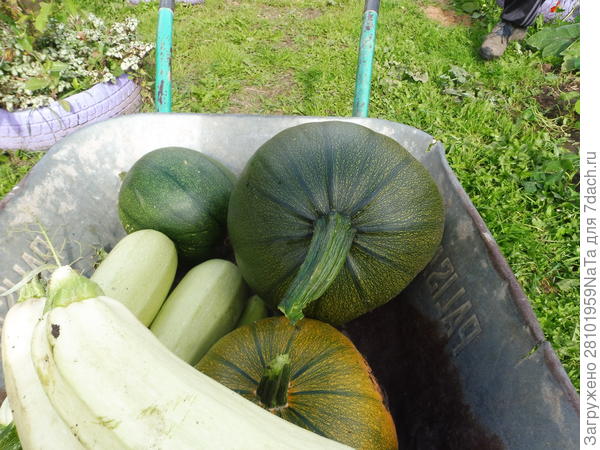 собираем урожай