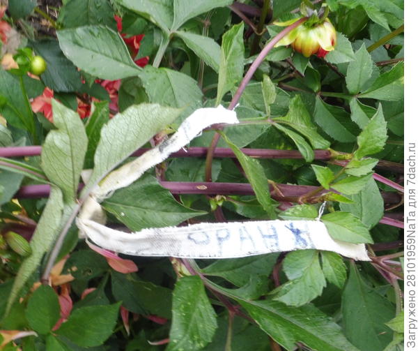 привязываем метки