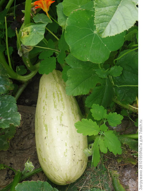 кабачок