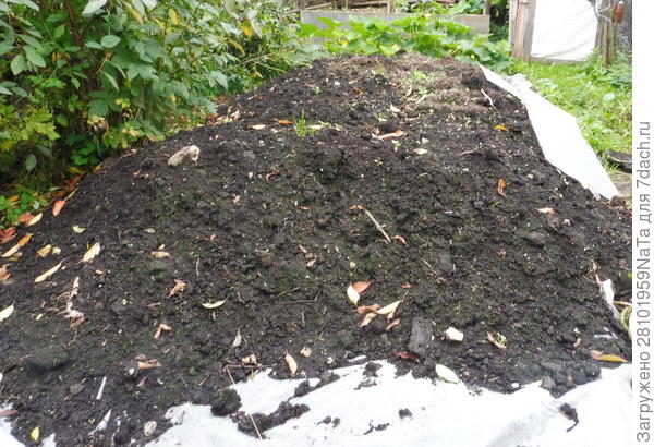 торф из болота