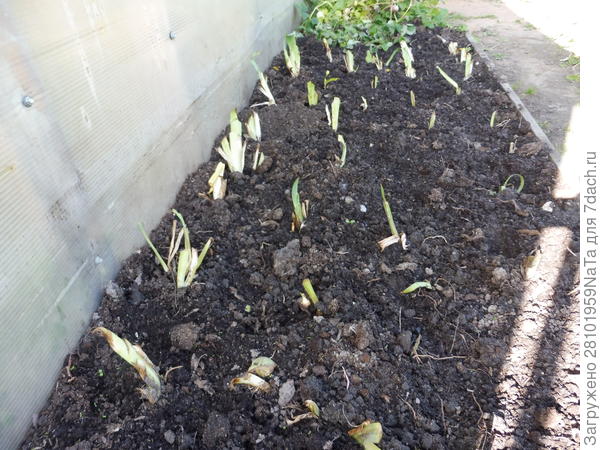 подсыпаем грунт в новые грядки