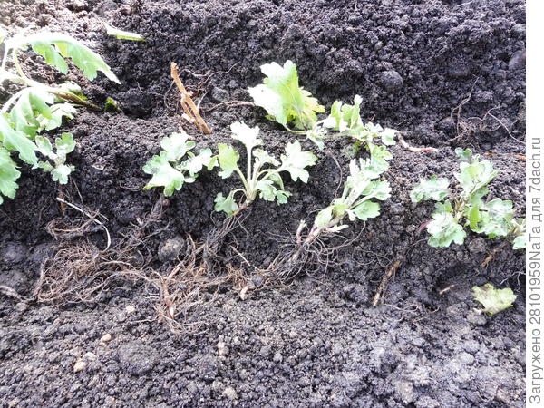 отростки хризантем