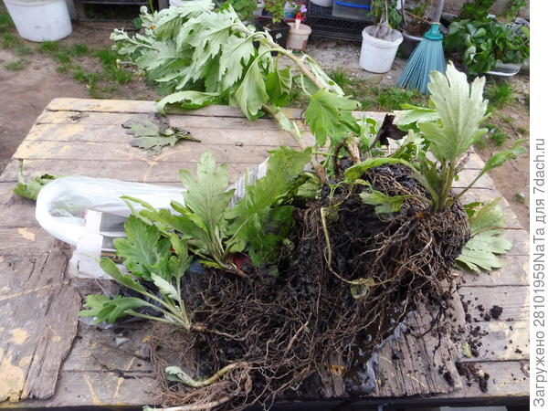 молодые отростки у хризантем