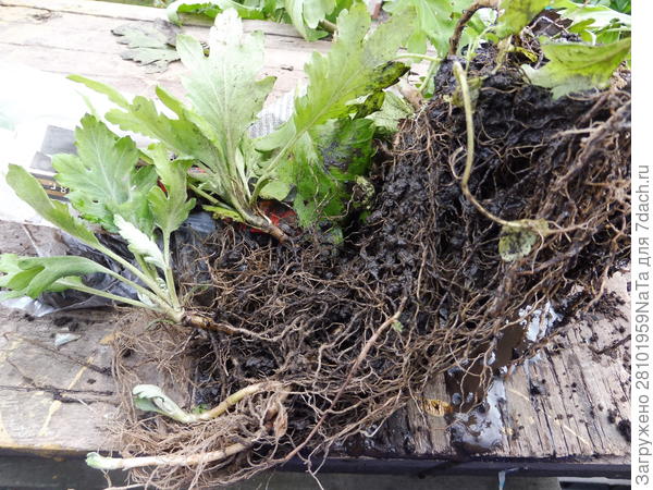 молодые отростки