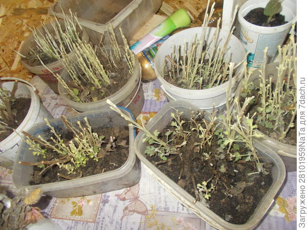 вот такие хризантемы я вынимаю из подпола