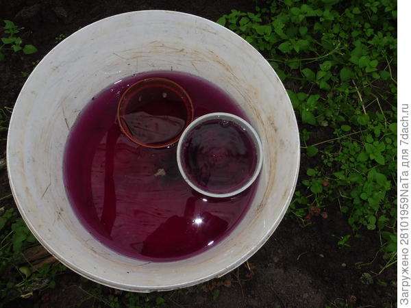 промываем в марганцовке