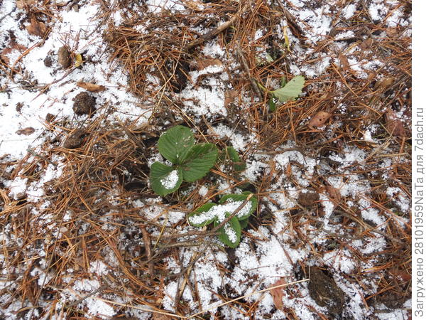 укрытие клубники еловым опадом